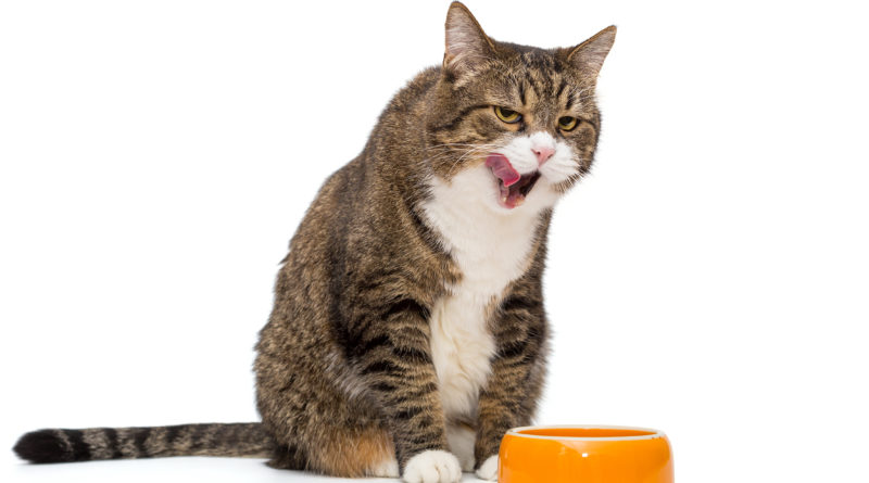 alimentacion para gatos y grasas